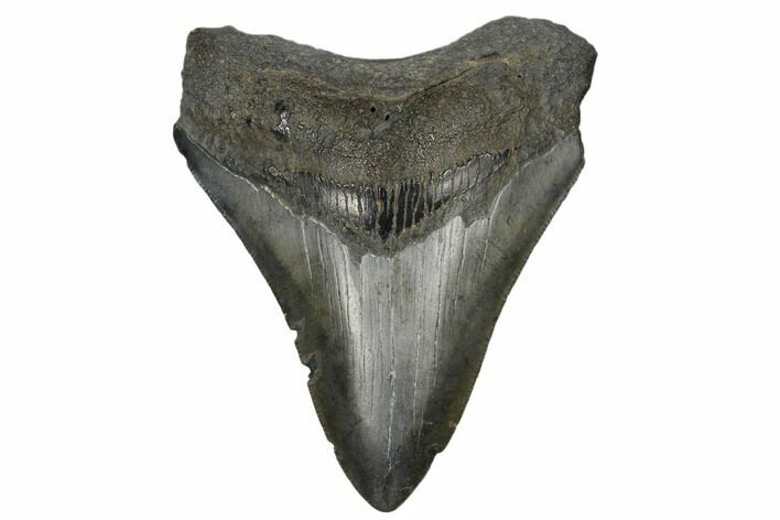 Fossil Megalodon Tooth - South Carolina #180916